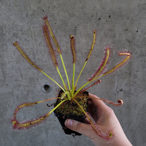 Cape sundew with long leaves covered in sticky red tentacles