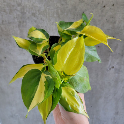Philodendron Brasil with lime-striped heart-shaped leaves