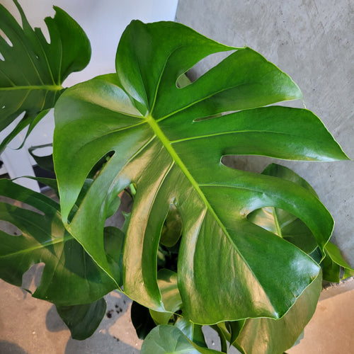 Large split leaf of a Monstera deliciosa