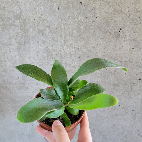 Staghorn fern with antler-shaped fronds