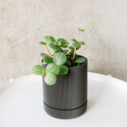 Peperomia Hope with round leaves in a black pot