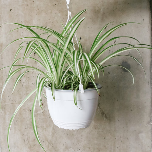 Variegated spider plant with green and white striped leaves
