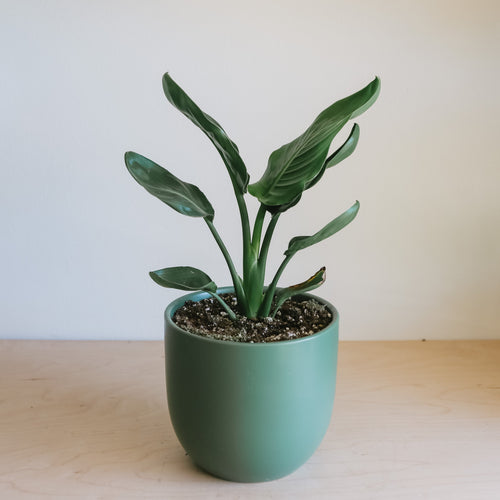 Bird of paradise plant in a green pot