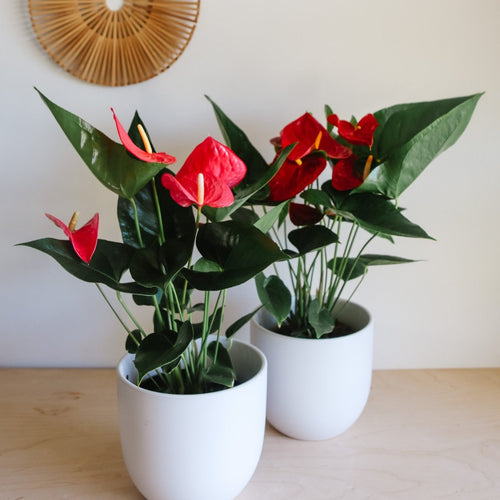 Flowering anthurium with glossy red heart-shaped blooms