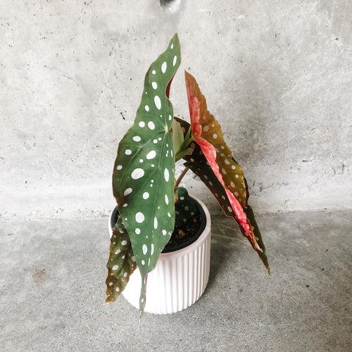 Begonia maculata with silver polka-dot leaves and red undersides