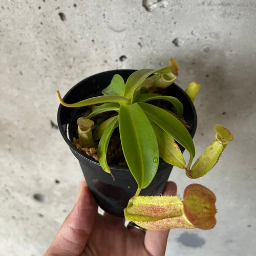 Nepenthes sanguinea with hanging green and red pitchers