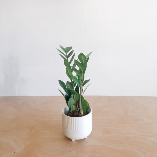 ZZ plant with glossy upright stems in a white pot
