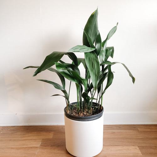 Cast iron plant with long dark green leaves in a white pot