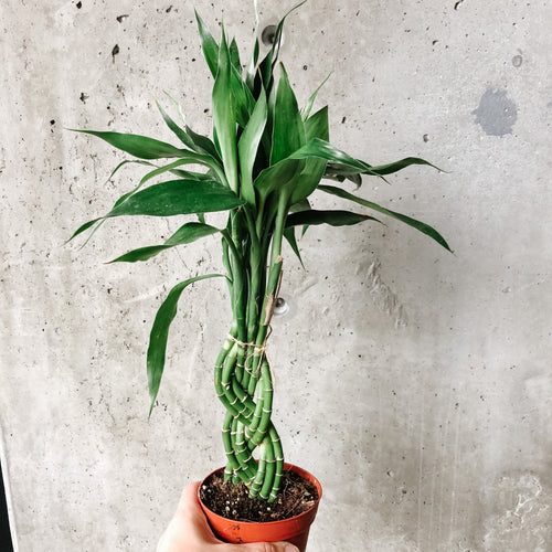 Braided lucky bamboo stalks in a small pot