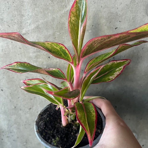 Aglaonema 'Aurora' with pink-edged green leaves