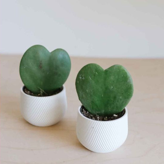 Hoya Kerrii