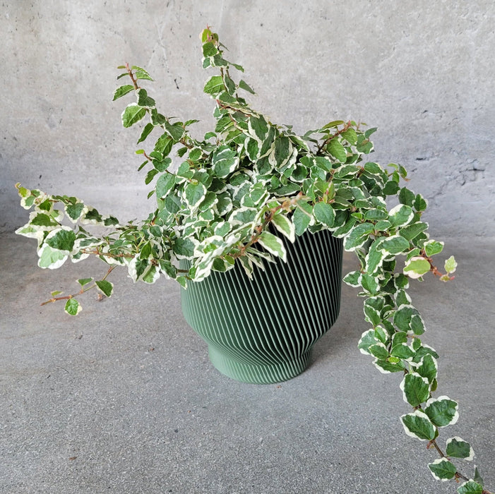 Creeping Fig