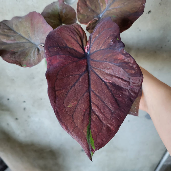 Caladium - Assorted