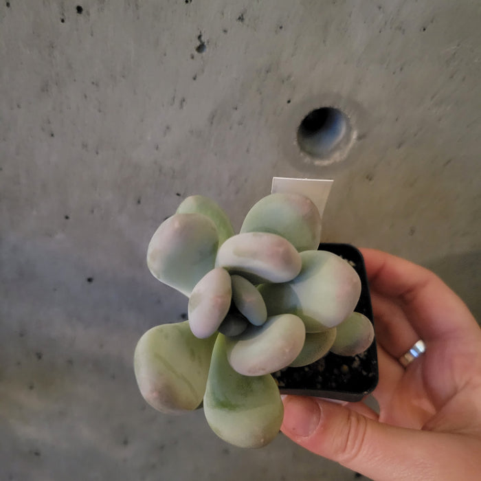 Pachyphytum Blue Pearl