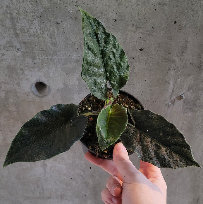 Alocasia 'Antoro Velvet'