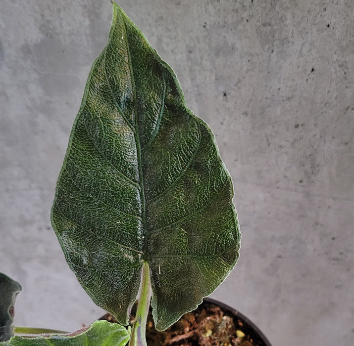 Alocasia 'Antoro Velvet'