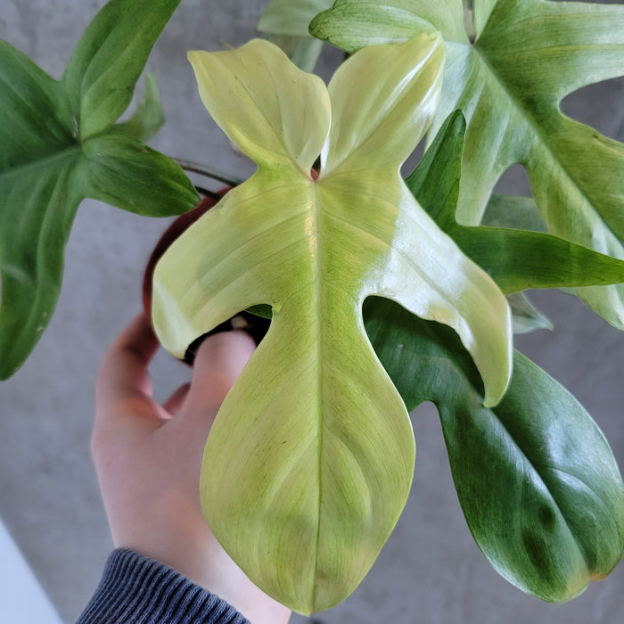 Philodendron Florida Ghost