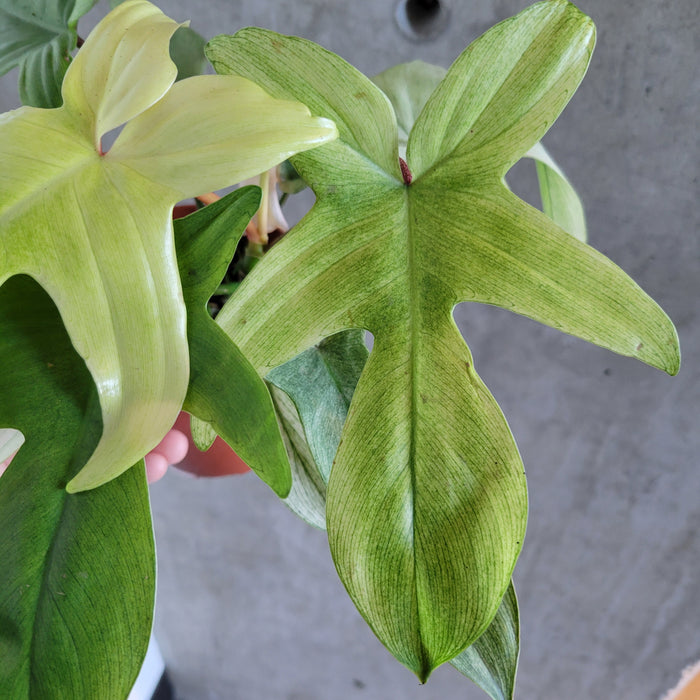 Philodendron Florida Ghost