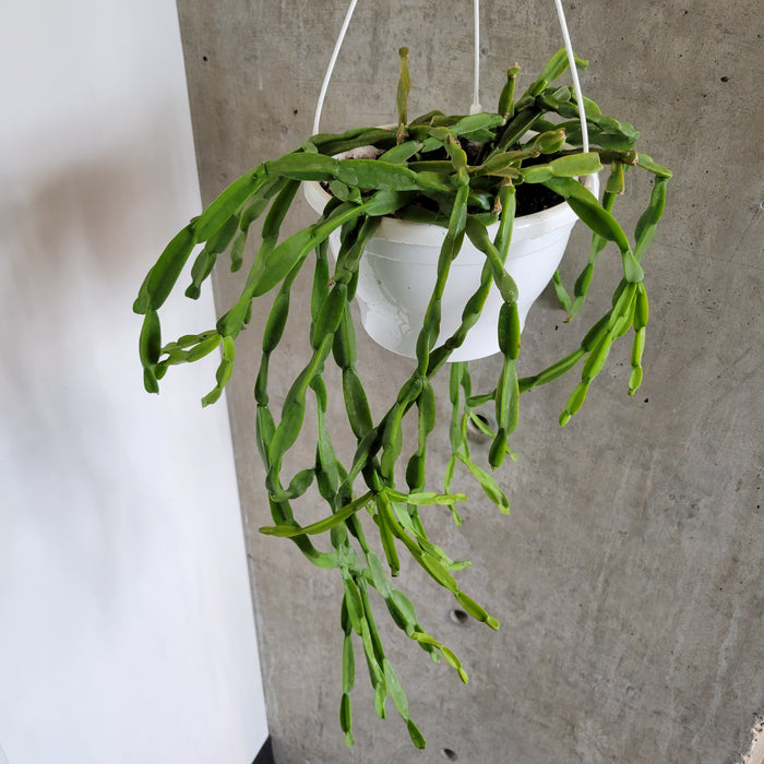 Rhipsalis Paradoxa