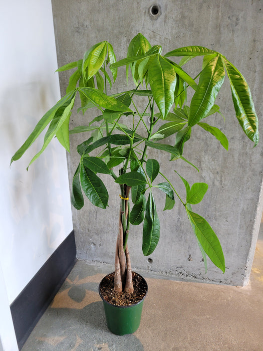 Pachira Aquatica