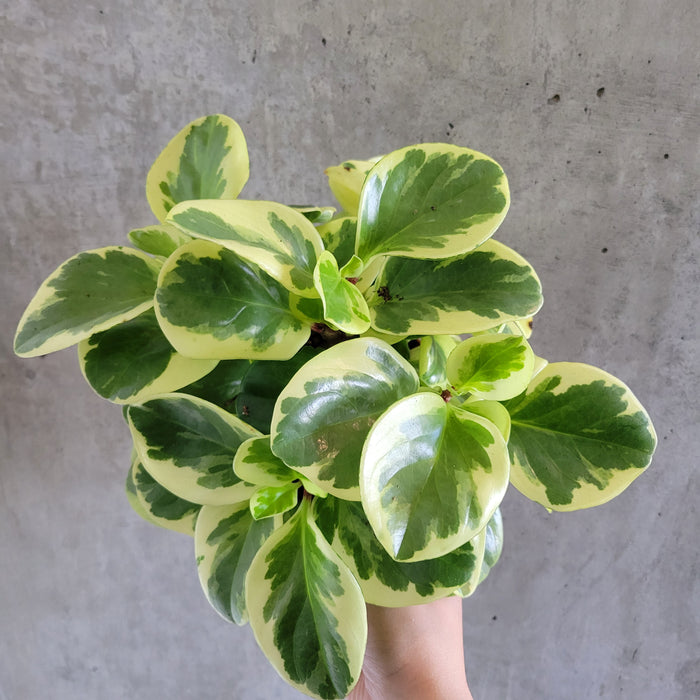 Peperomia Pepperface
