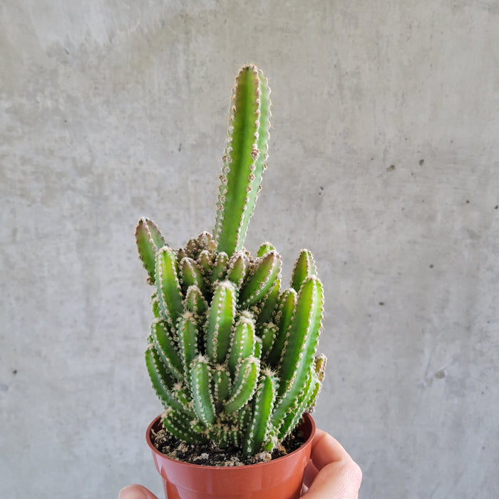 Fairy Tale Cactus