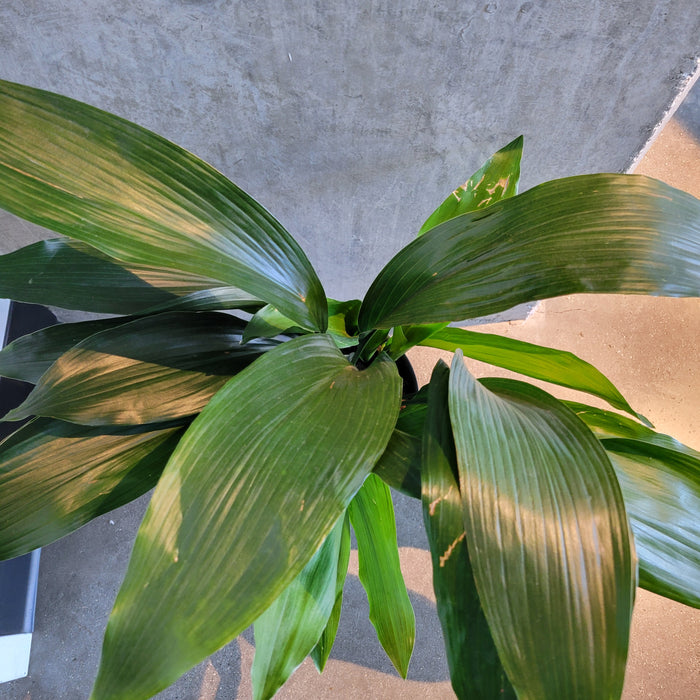 Cast Iron Plant