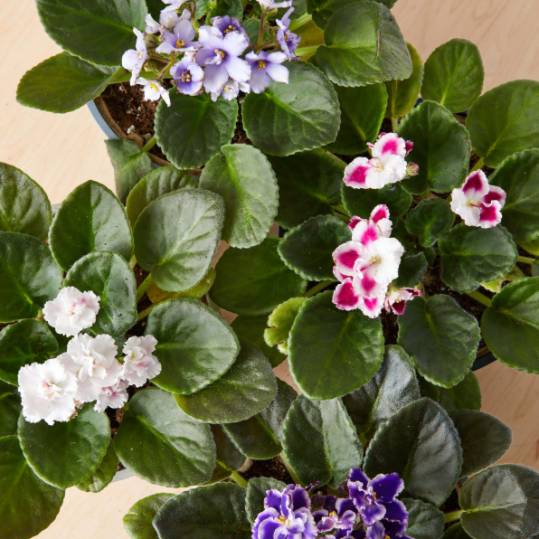 African Violet