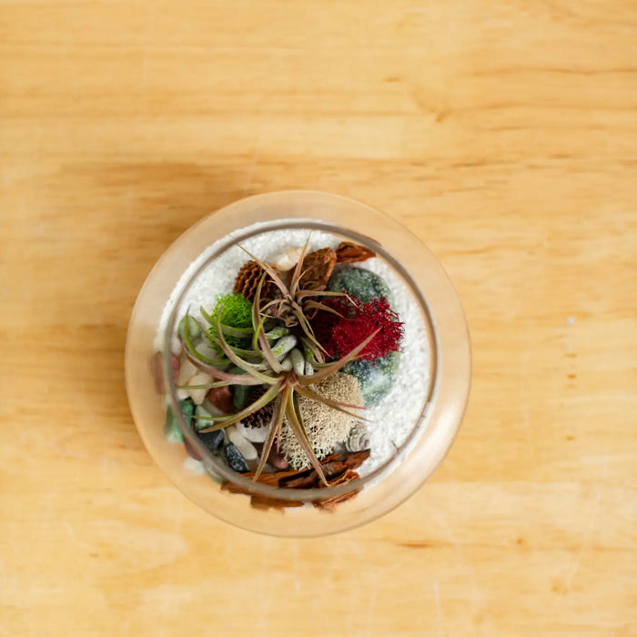 Airplant Terrarium: Globe