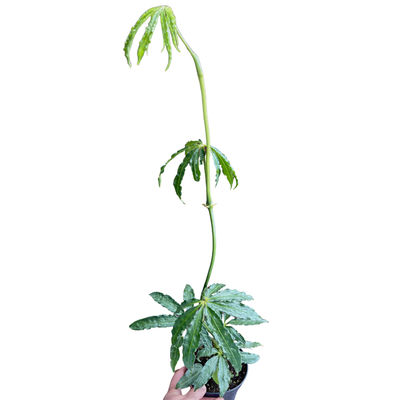 Anthurium Polyschistum