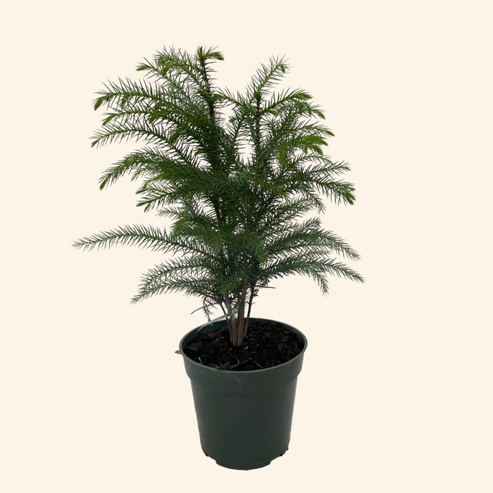 Norfolk Pine