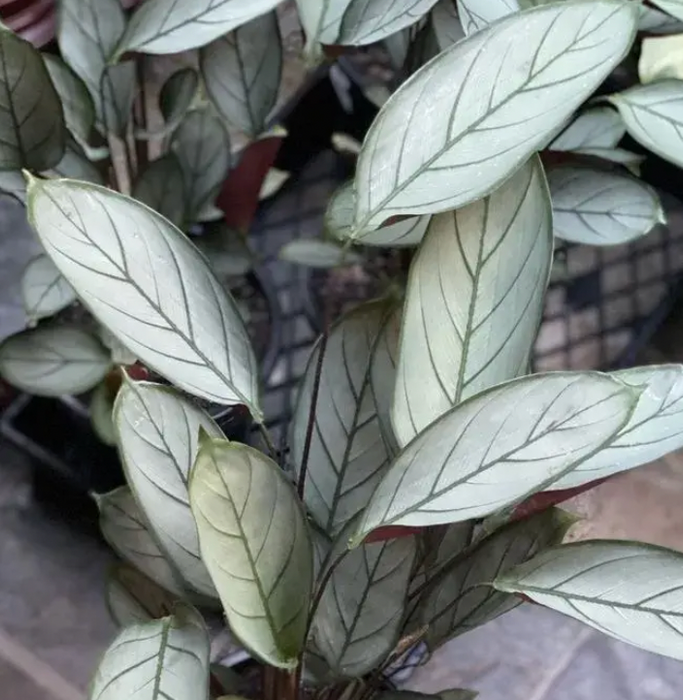 Ctenanthe Grey Star