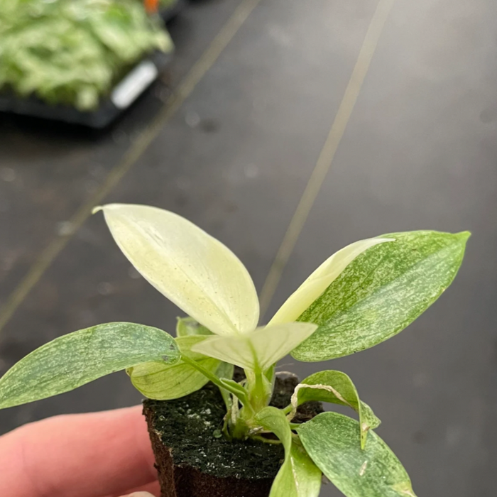 Philodendron Florida Ghost
