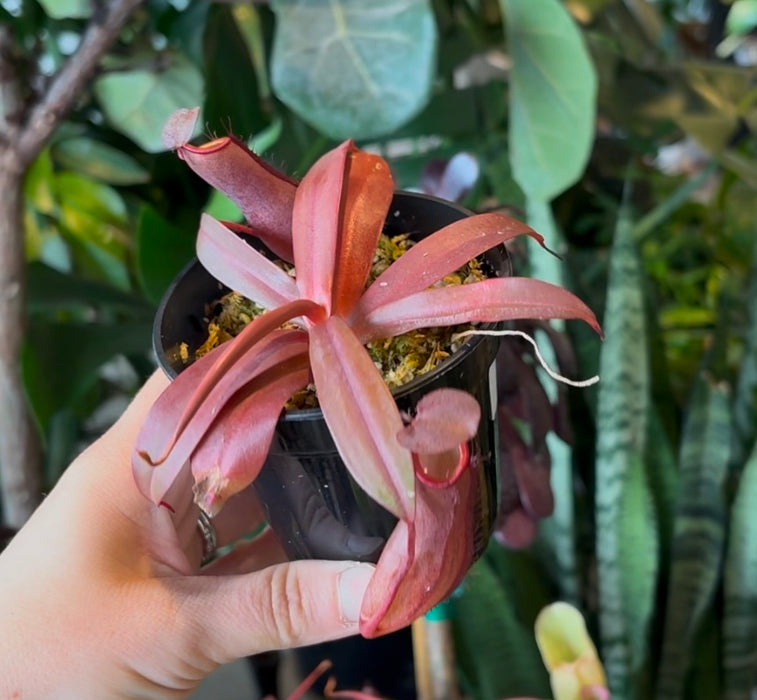 Nepenthes x Rebecca Soper