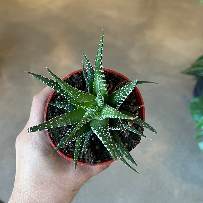 Haworthia