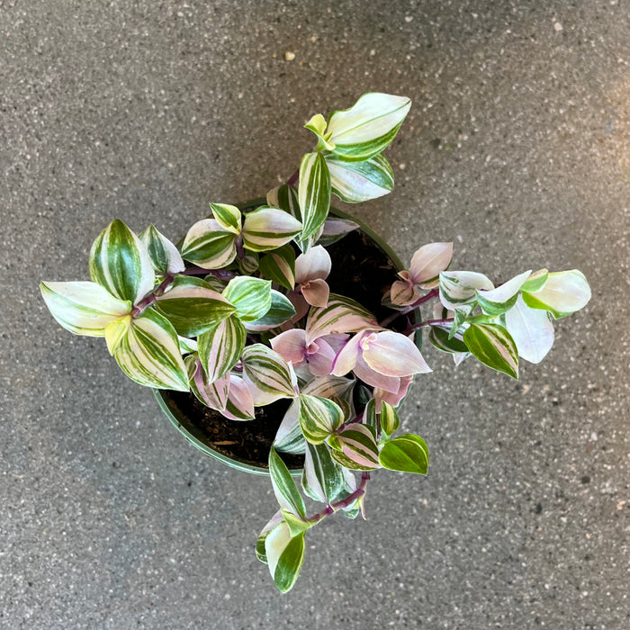 Tradescantia Tricolor