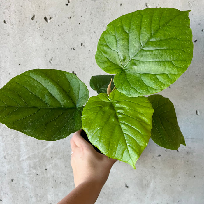 Ficus Umbellata