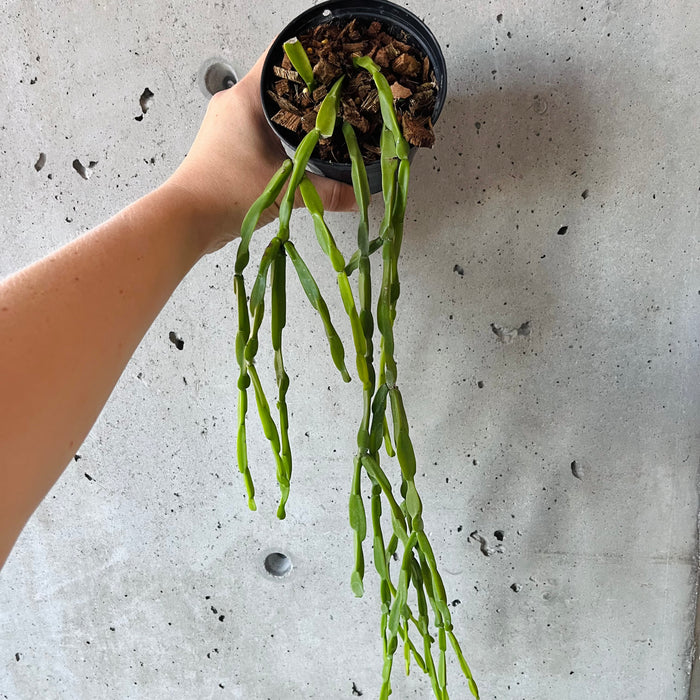 Rhipsalis Paradoxa