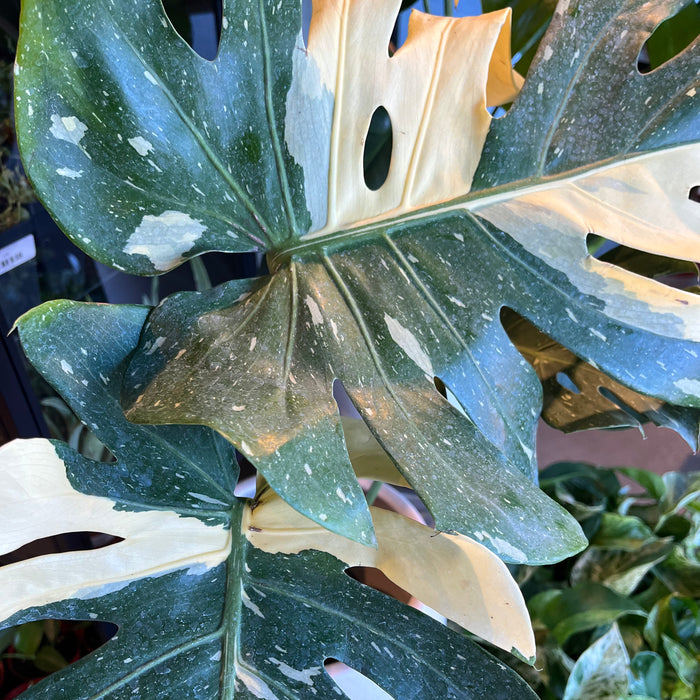 Monstera Thai Constellation