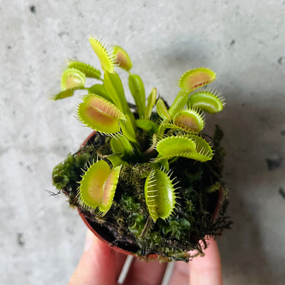 Hand holding a Venus flytrap 'Flexx' with red-centred traps