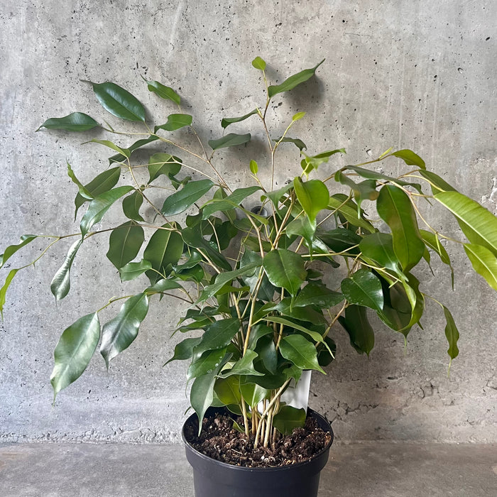 Ficus Benjamina