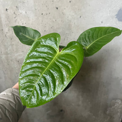 Anthurium veitchii