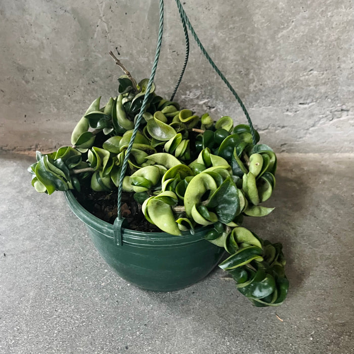 Hoya Compacta