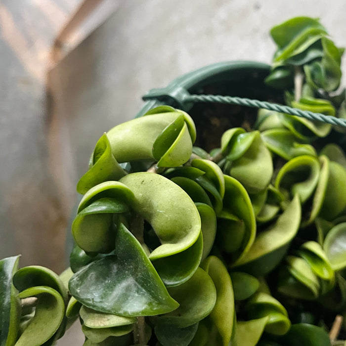 Hoya Compacta