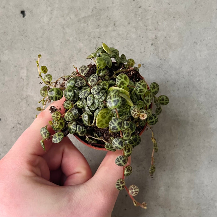 String of Turtles