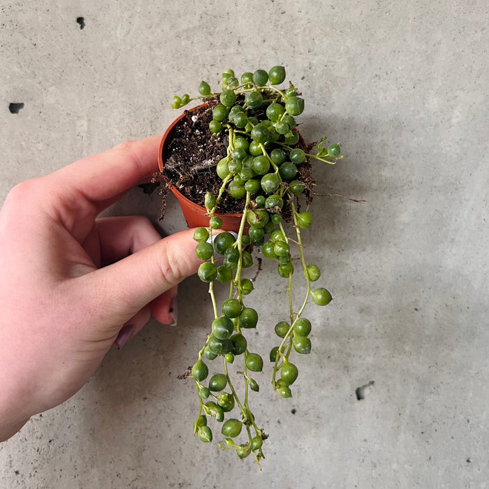 String of Pearls