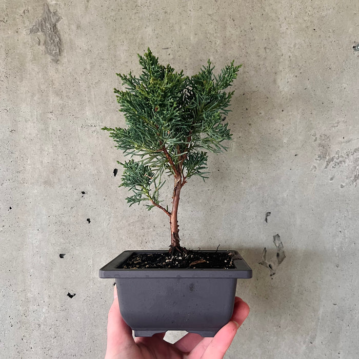 Japanese Juniper Bonsai