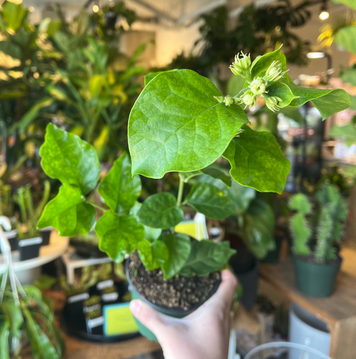 Arabian Jasmine