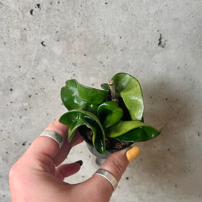 Hoya Compacta