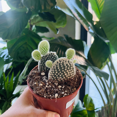 Hand holding a small bunny ear cactus